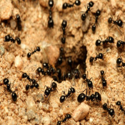 Ants