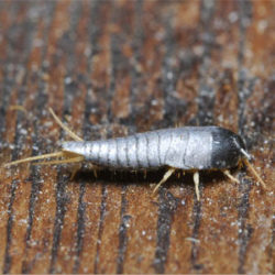 Silverfish and Firebrats